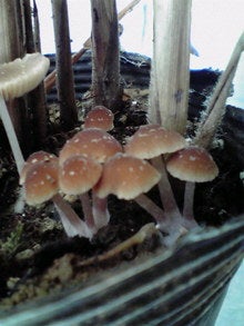 2008090910350000.jpg
