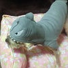 なんだコレ～？の画像