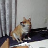 見てるよ～♪の画像