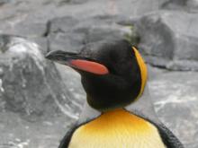 キングペンギン