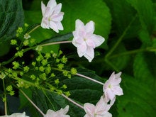 隅田の花火