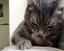 ねこ11