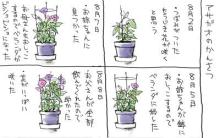 アサガオ
