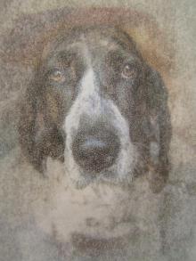 犬の肖像