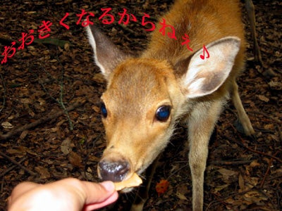 kojiks